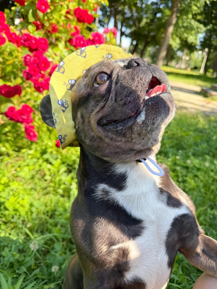 Yellow Bee Dog Bucket Hat with Chin Strap, French Bulldog Sun Cap, Small Puppy Beach Accessory