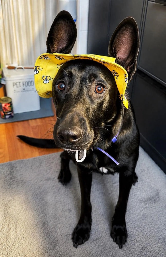 Yellow Bee Dog Bucket Hat with Chin Strap, French Bulldog Sun Cap, Small Puppy Beach Accessory