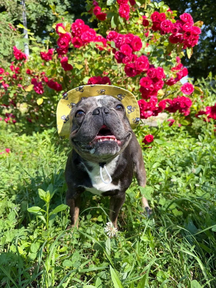 Yellow Bee Dog Bucket Hat with Chin Strap, French Bulldog Sun Cap, Small Puppy Beach Accessory